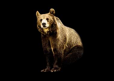 Brown Bear Portrait on Black Background