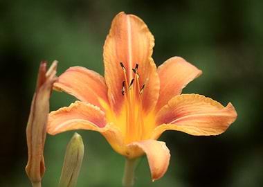Orange Lily Close-Up