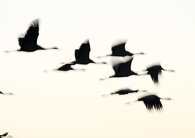 Flock of cranes in Flight