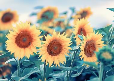 Sunflower Field in Bloom, Poland Summer