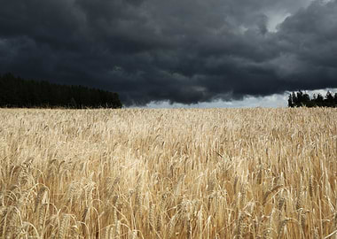 Wheat Field Under Stormy Sky