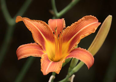 Orange Lily Flower Close-Up