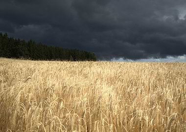 Wheat Field Under Stormy Sky