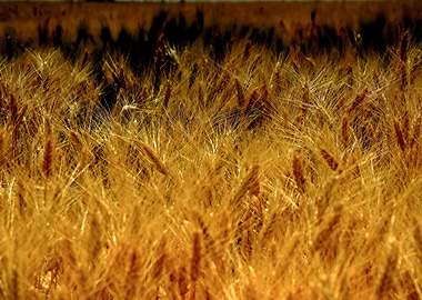 Golden Wheat Field