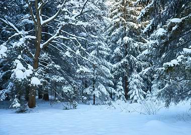 Snowy Winter Forest Landscape