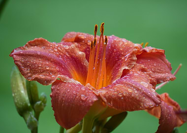Orange Lily with Water Droplets