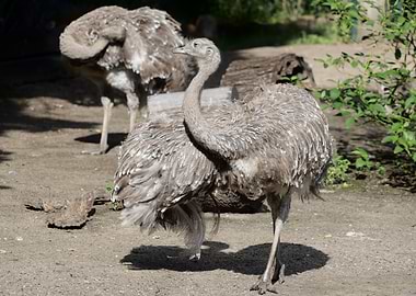 Two Rheas in Natural Habitat