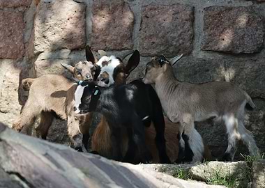 Goats and Kids Cuddling Together