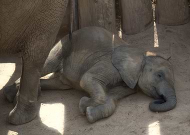 Baby Elephant Resting Near Adult Elephant