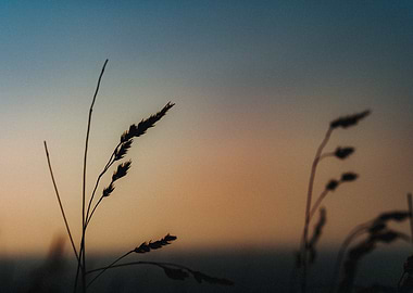 Silhouette of Grass at Sunset