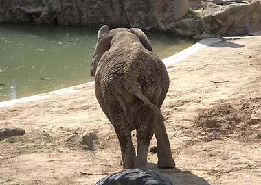 Elephant Rear View Near Water