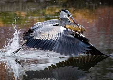 Heron catching fish in water