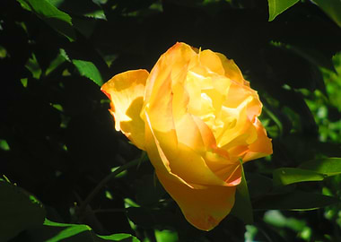 Radiant Yellow Rose in Natural Light