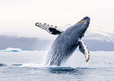 Humpback Whale Breaching in Antarctic Waters
