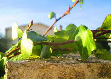 Ivy on Stone Wall