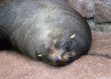 Sleeping Seal on Rock