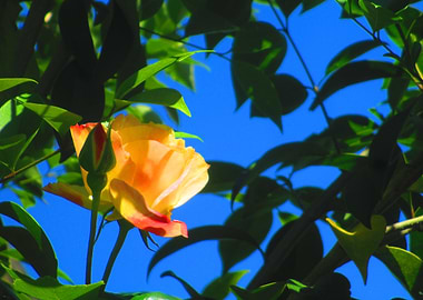 Yellow Rose with Bud and Blue Sky