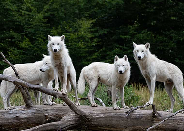 Arctic Wolves on a Log
