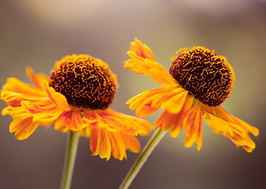 Two Orange Helenium Flowers Close-Up