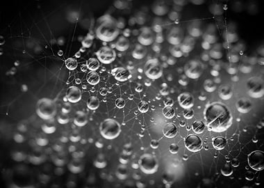 Spiderweb with Water Droplets