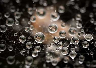 Dew Drops on Spider Web