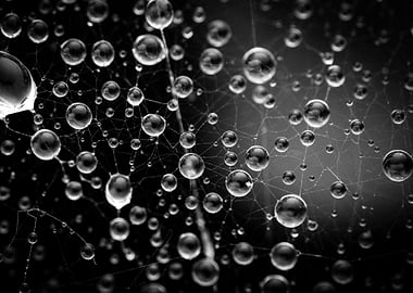 Spiderweb with Water Droplets