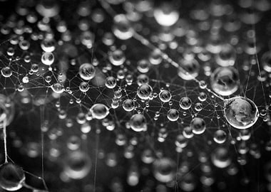Dew Drops on Spiderweb, Black and White