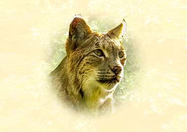 Lynx Portrait in Soft Light