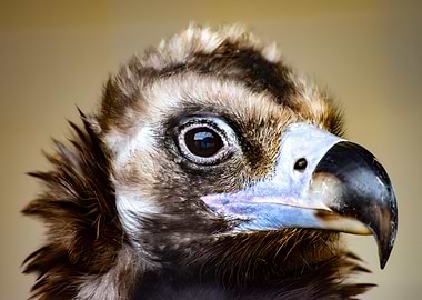 Close-up of a Vulture's Head