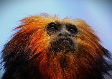 Golden Lion Tamarin Portrait