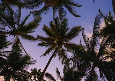 Palm Trees Against a Twilight Sky