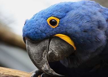 Close-up of a Blue Hyacinth Macaw