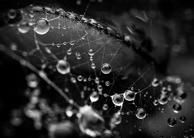 Dew Drops on Spider Web