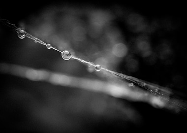 Dew Drops on Spiderweb in Black and White