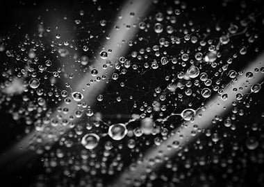 Monochrome Spiderweb with Water Droplets