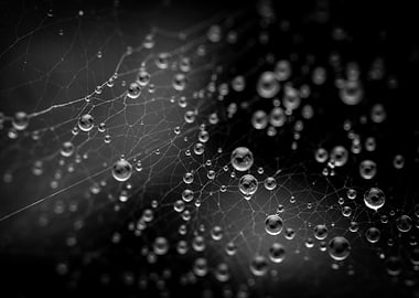 Spiderweb with water droplets, monochrome