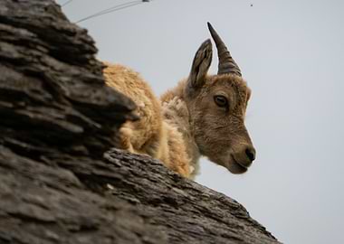 Alpine Ibex Portrait on Rocky Terrain