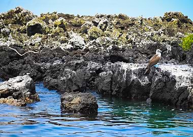 Blue-Footed Booby & Galapagos Pinguin