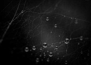 Spiderweb with Water Droplets in Black and White
