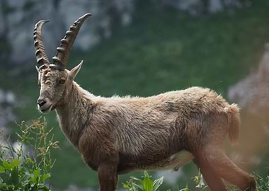 Majestic Ibex in Natural Habitat