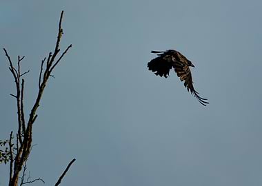 Raven in Flight Against Blue Sky
