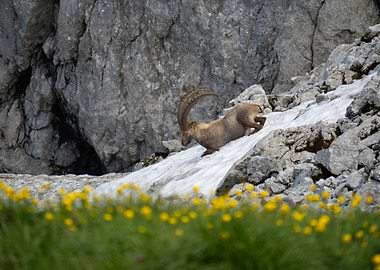 Ibex on Snowy Mountain Slope