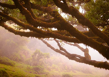 Mossy Tree Branches in Misty Forest