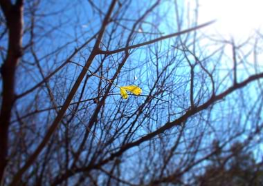 Last Leaf on a Winter Tree