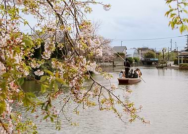 Cherry Blossom boat ride in Japan