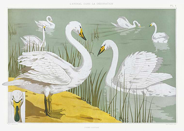 Vintage Swan Illustration