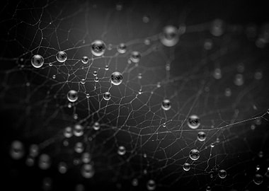 Spiderweb with water droplets, monochrome