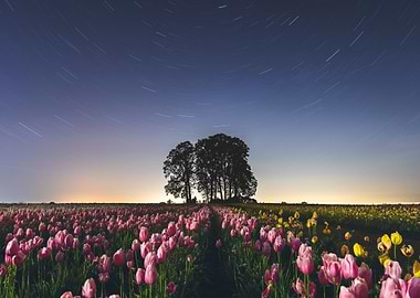Tulip Field Under Starry Night Sky