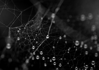 Spiderweb with water droplets, black and white