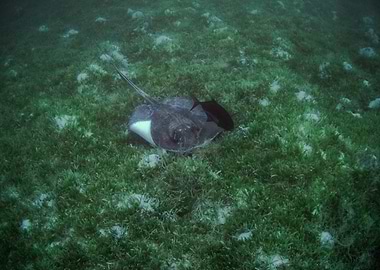 Stingray resting on seagrass bed